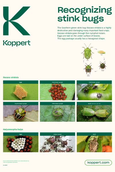 Poster - Recognizing stink bugs