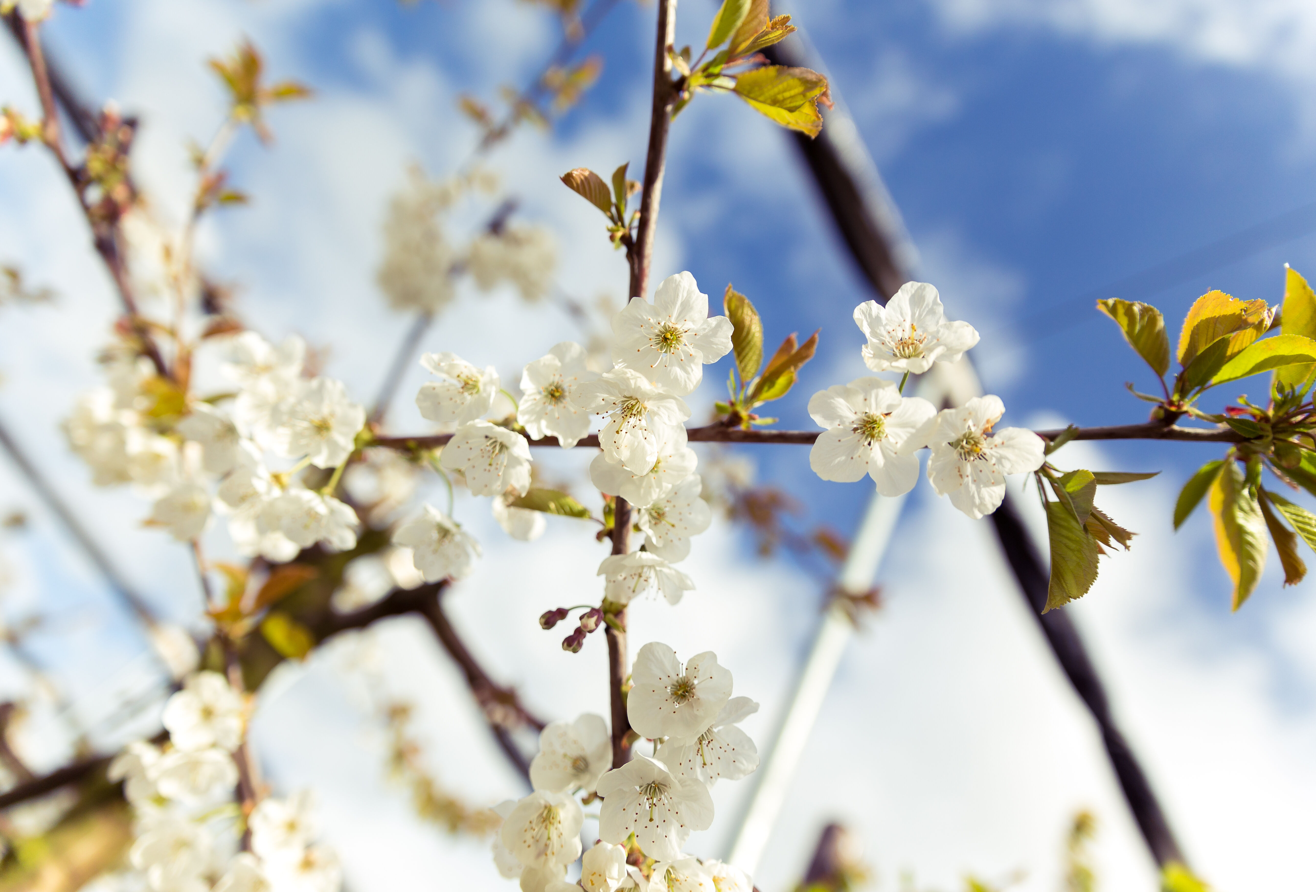 Boost your cherry flowers for a good production