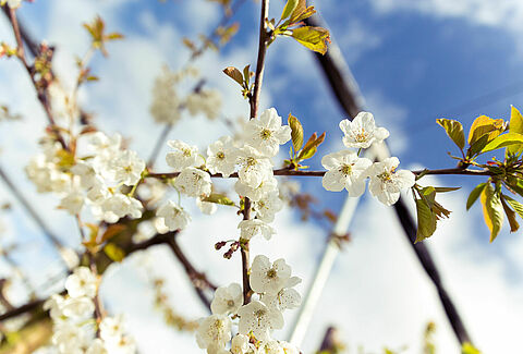 Boost your cherry flowers for a good production