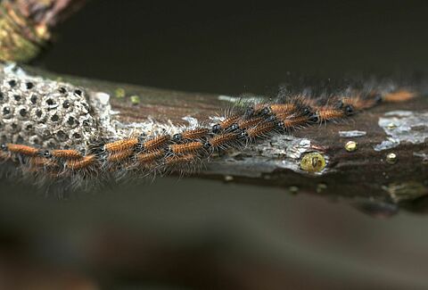 Municipality of Venray: Entonem nematodes make a big difference in the fight against oak processionary caterpillars