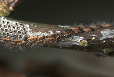 Municipality of Venray: Entonem nematodes make a big difference in the fight against oak processionary caterpillars