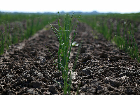 Ontdek biostimulanten