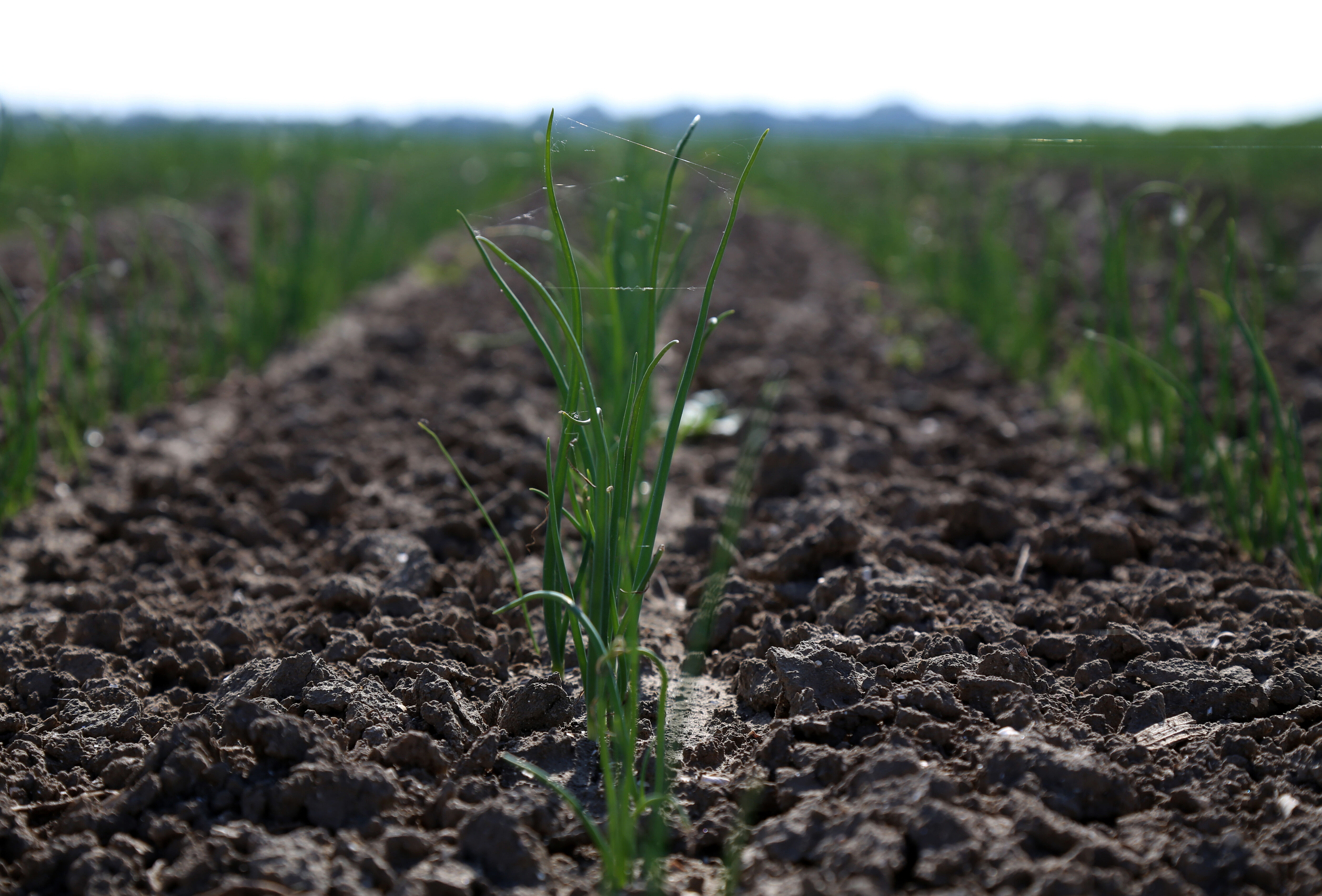 Ontdek biostimulanten