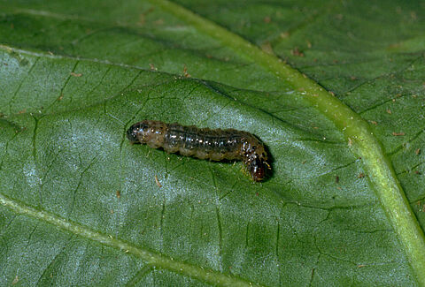 Southern European marshland pyralid