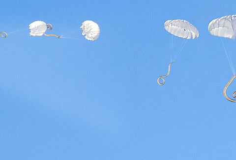 Nematoden nieuwe troef tegen rupsen