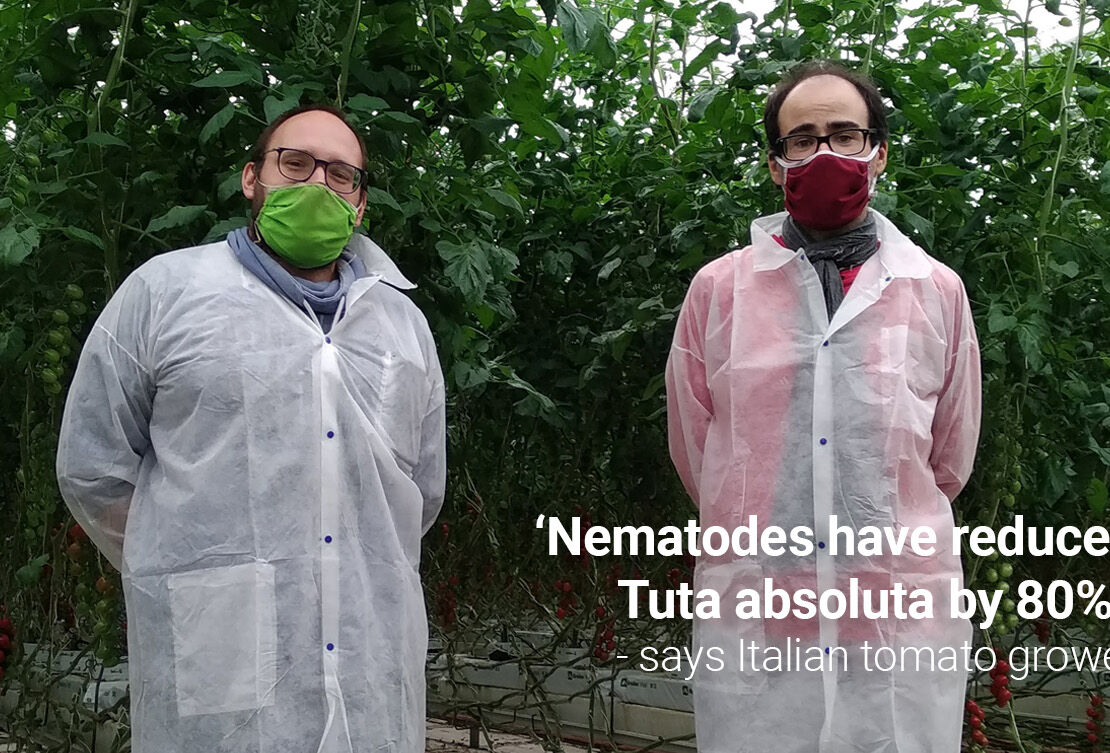 Nematodes significantly reduce Tuta larvae