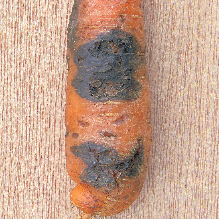 Black rot on carrot Alternaria radicina damage symptoms on carrot
