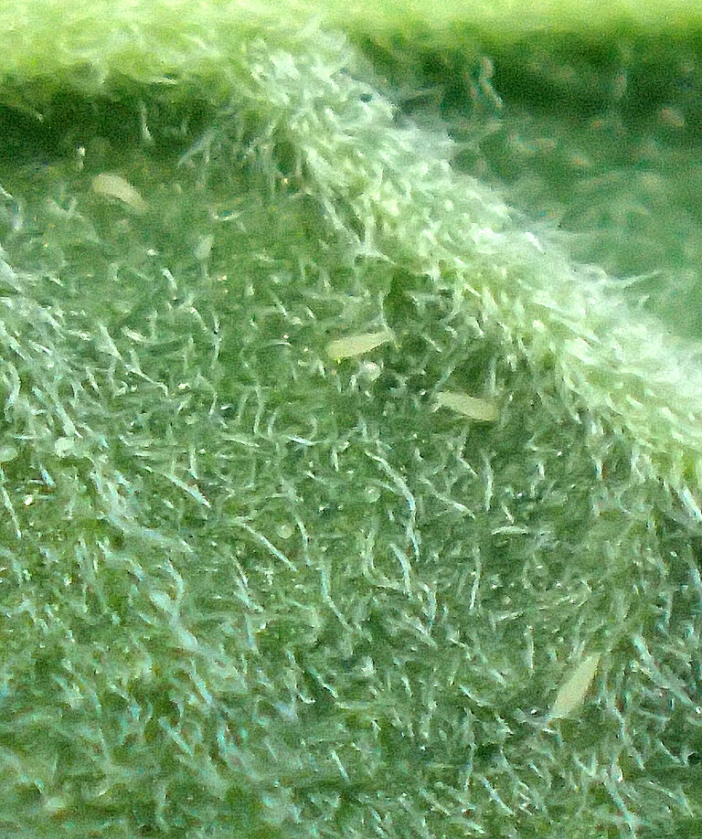 Hemp russet mites on leave