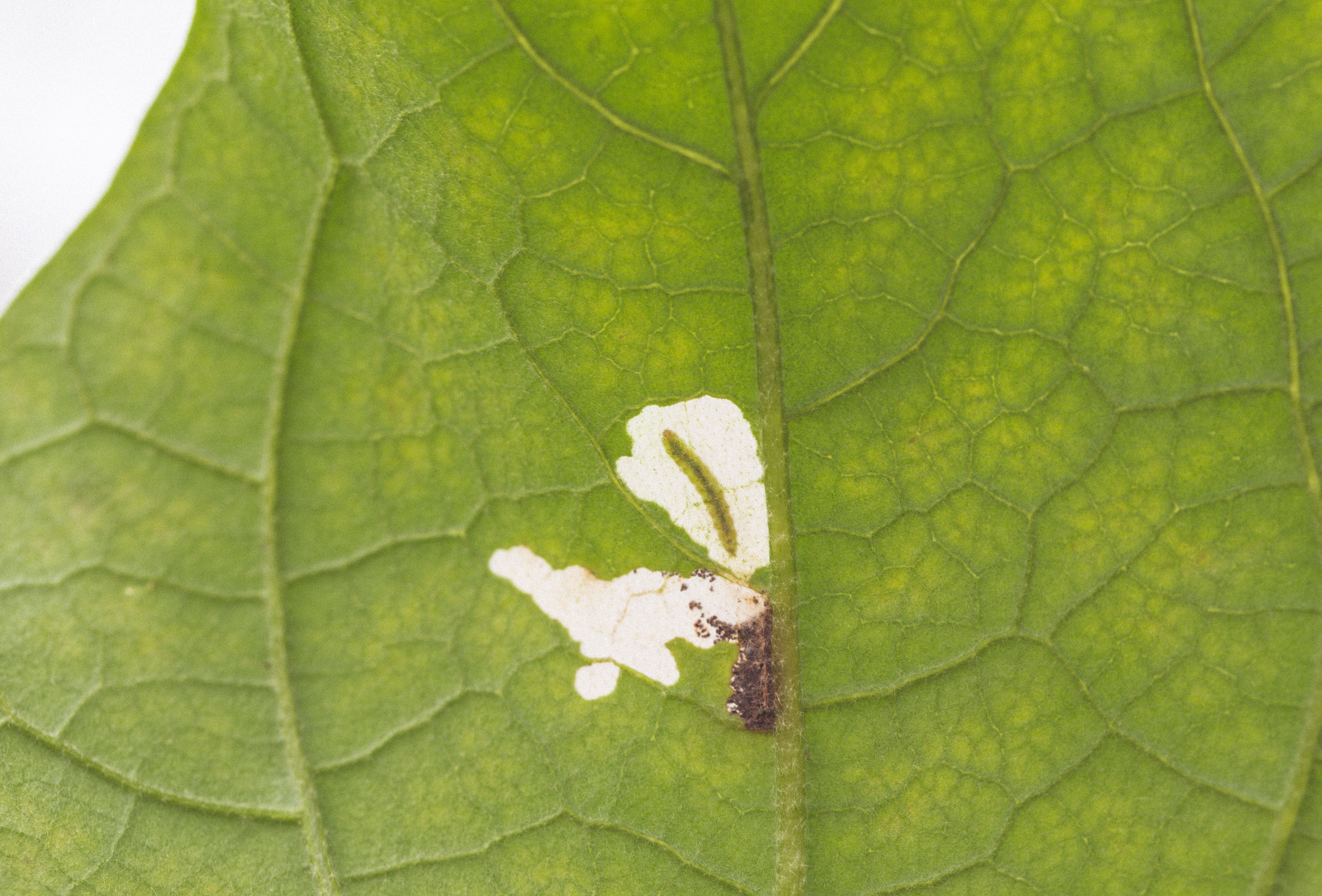 Ten striking facts about the tomato leaf miner moth Tuta absoluta