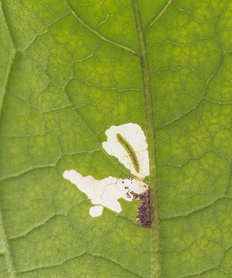 Larva in leaf of the Tomato leafminer Tuta absoluta
