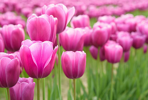 Flower Bulbs