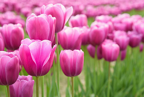 Flower Bulbs