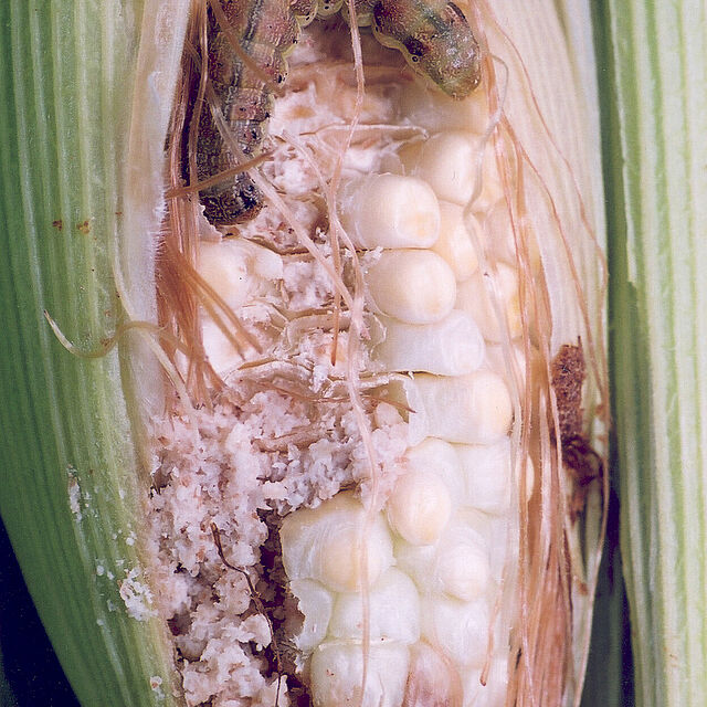 Damage caused by the Bollworm Helicoverpa zea