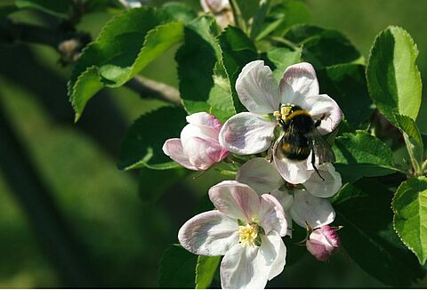 Egy gyümölcstermesztő Natupol Tripolt használ a kültéri beporzásra
