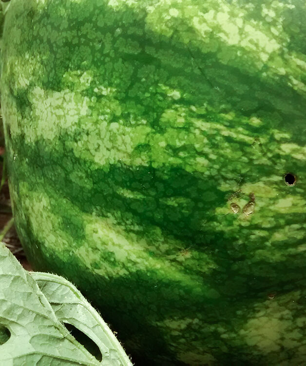 Watermelon damage caused by the Cotton bollworm Helicoverpa armigera