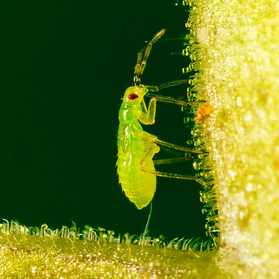 Nesidiocoris tenuis nymph