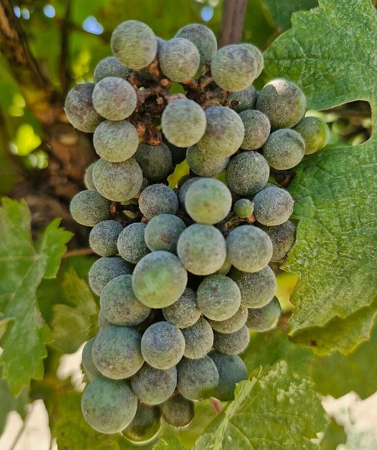 Powdery mildew on grapevine. Grey-white fungal growth on berries.