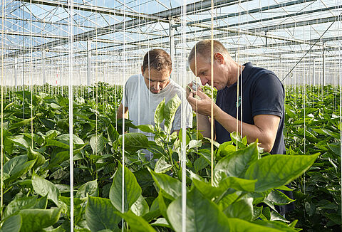 Working together for a healthy and resilient plant