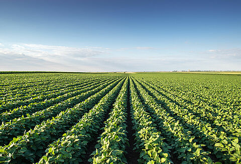 Advancing biological crop protection in outdoor crops in partnership with growers