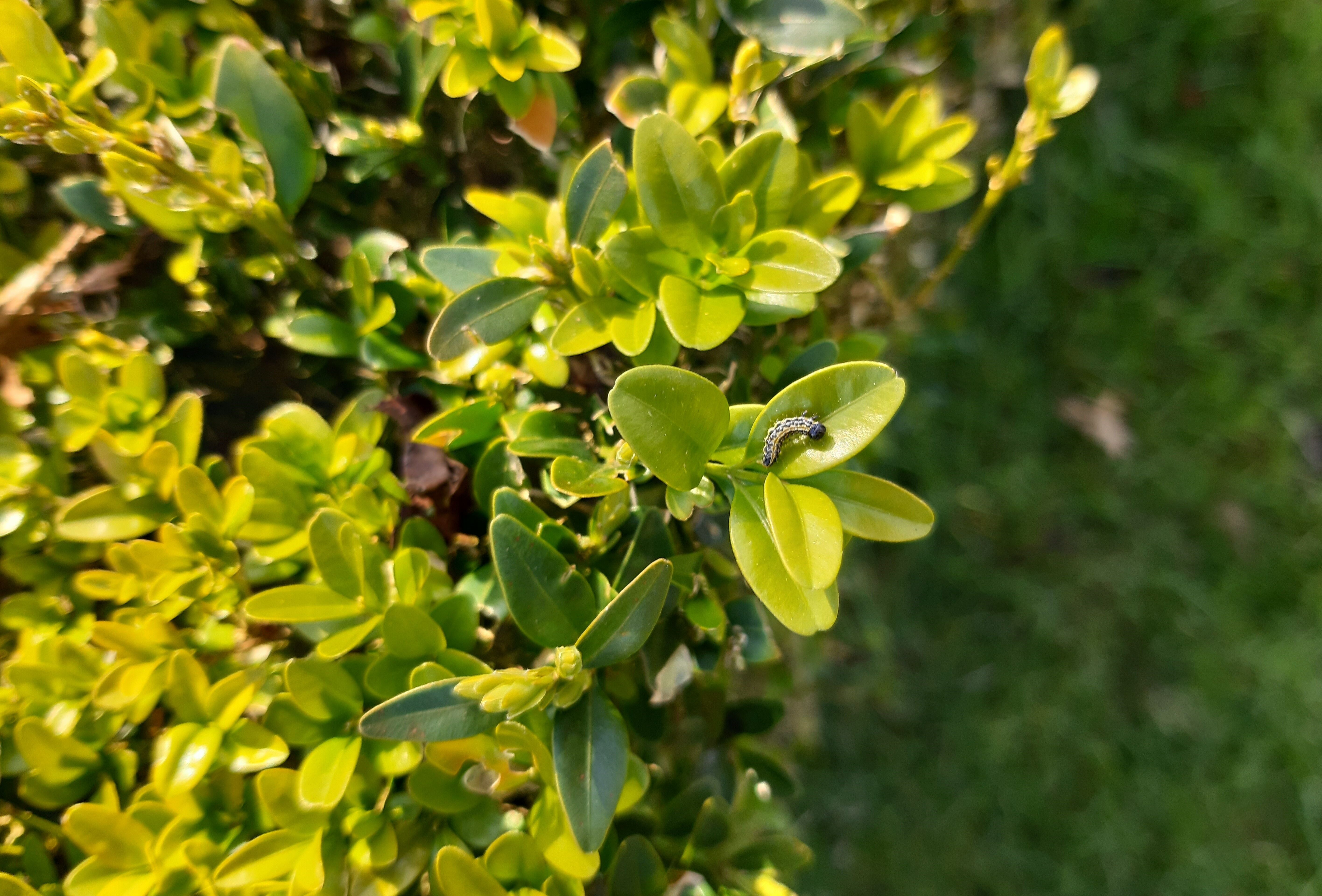Buxusrupsen biologisch te bestrijden met nematoden