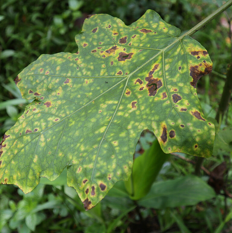 Close up of a eggplant leaf infected by the Cercospora Melongenae fungal plant pathogen