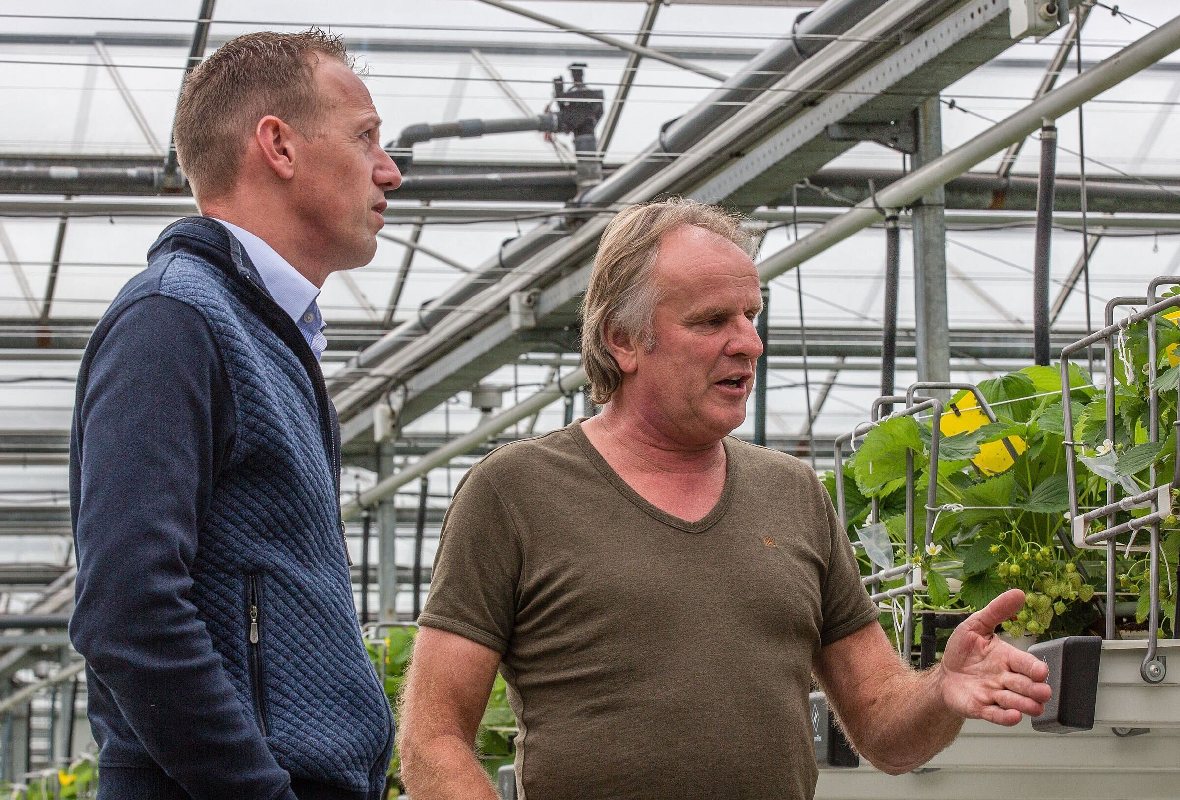 Strategisch partnerschap Koppert Biological Systems en Fragaria Innova