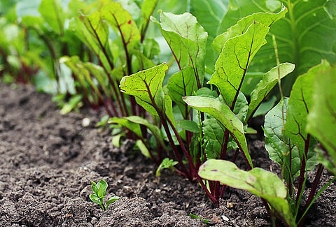 Beetroot