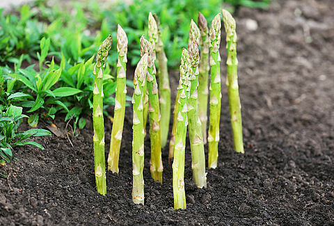 Asparagus