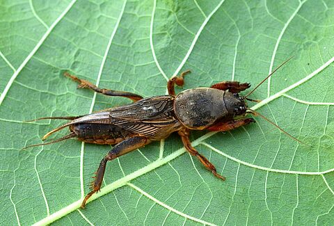Adult form of the European mole cricket Gryllotalpa gryllotalpa