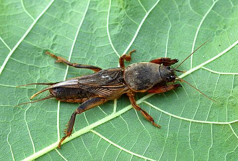 Adult form of the European mole cricket Gryllotalpa gryllotalpa