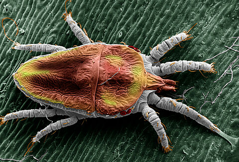 False spider mites
