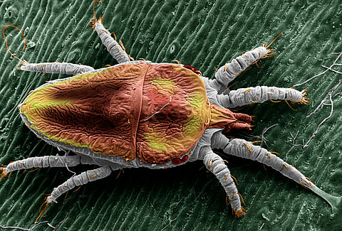 False spider mites