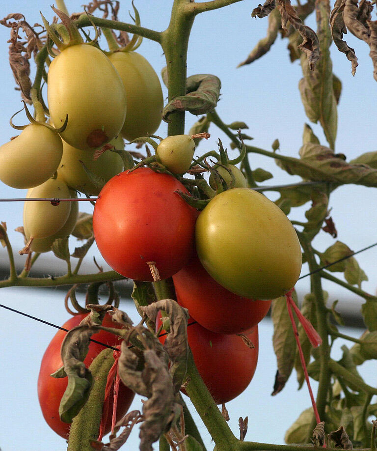 Tomato/Potato Psyllid Bactericera cockerelli Damage on tomato plant