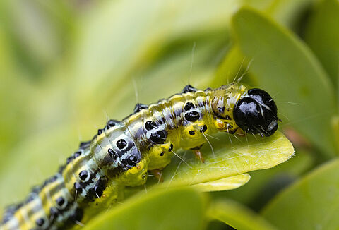 Buxatrap en Capsanem: een ideale en effectieve combinatie voor de vroege signalering en biologische bestrijding van buxusmot