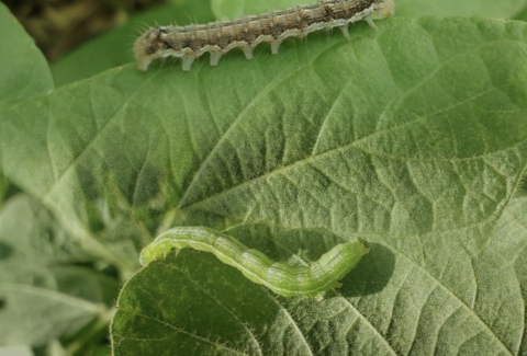 Diplomata Evo