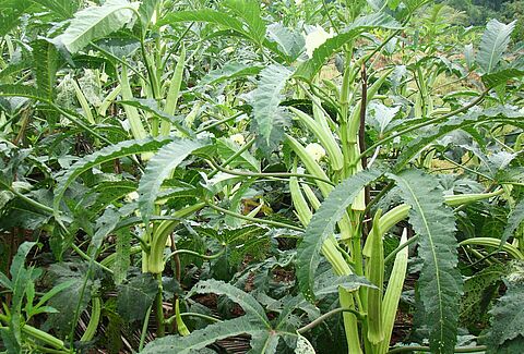 Okra