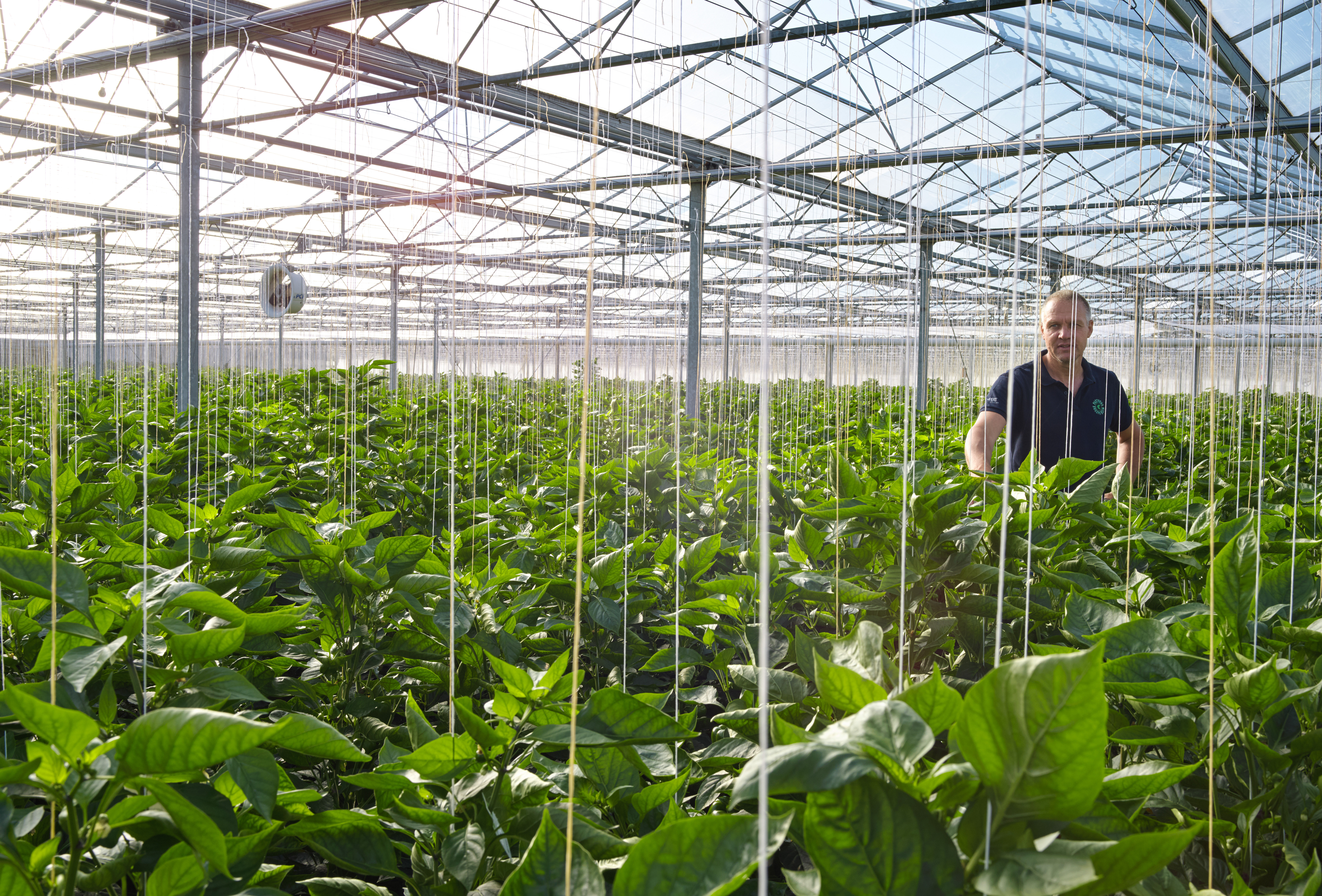 Fusarium en 'olifantenpoten' in paprika