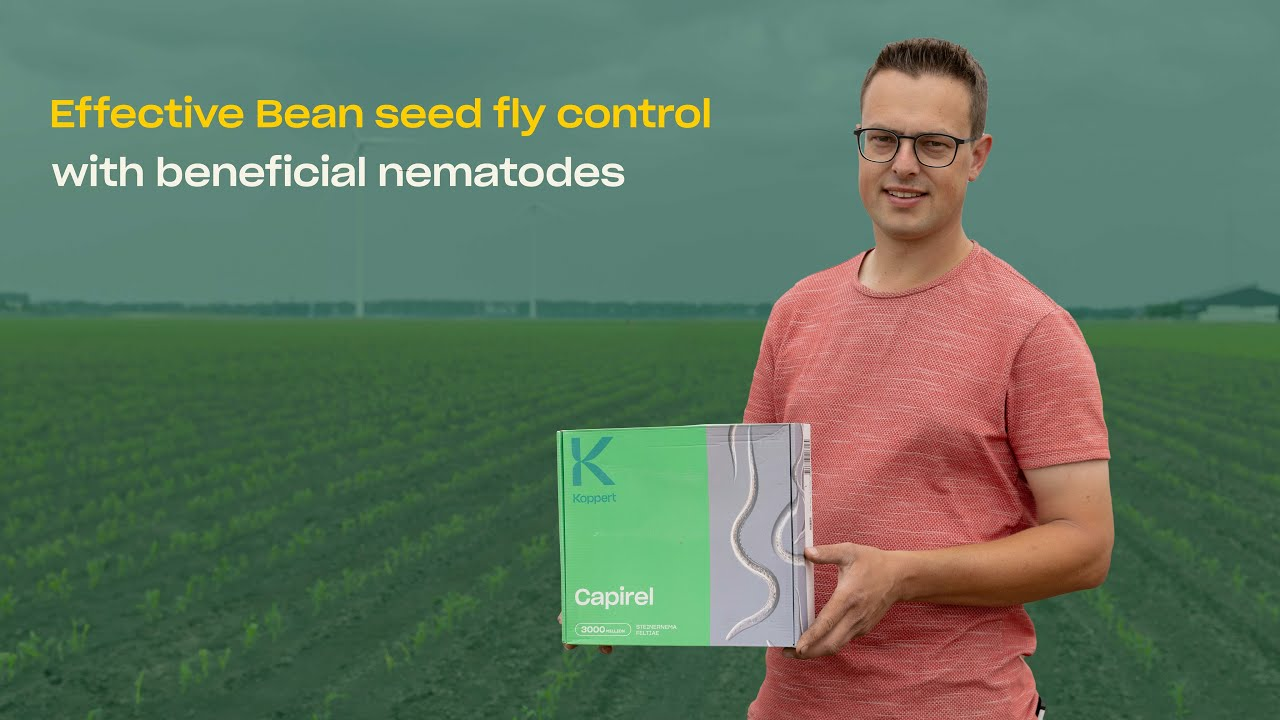 Effective Bean Seed Fly Control with Beneficial Nematodes: Organic Farming Success with Capirel