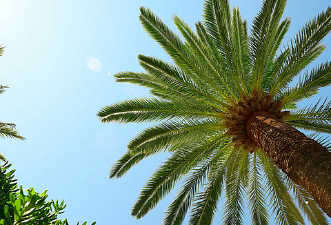 Palm tree