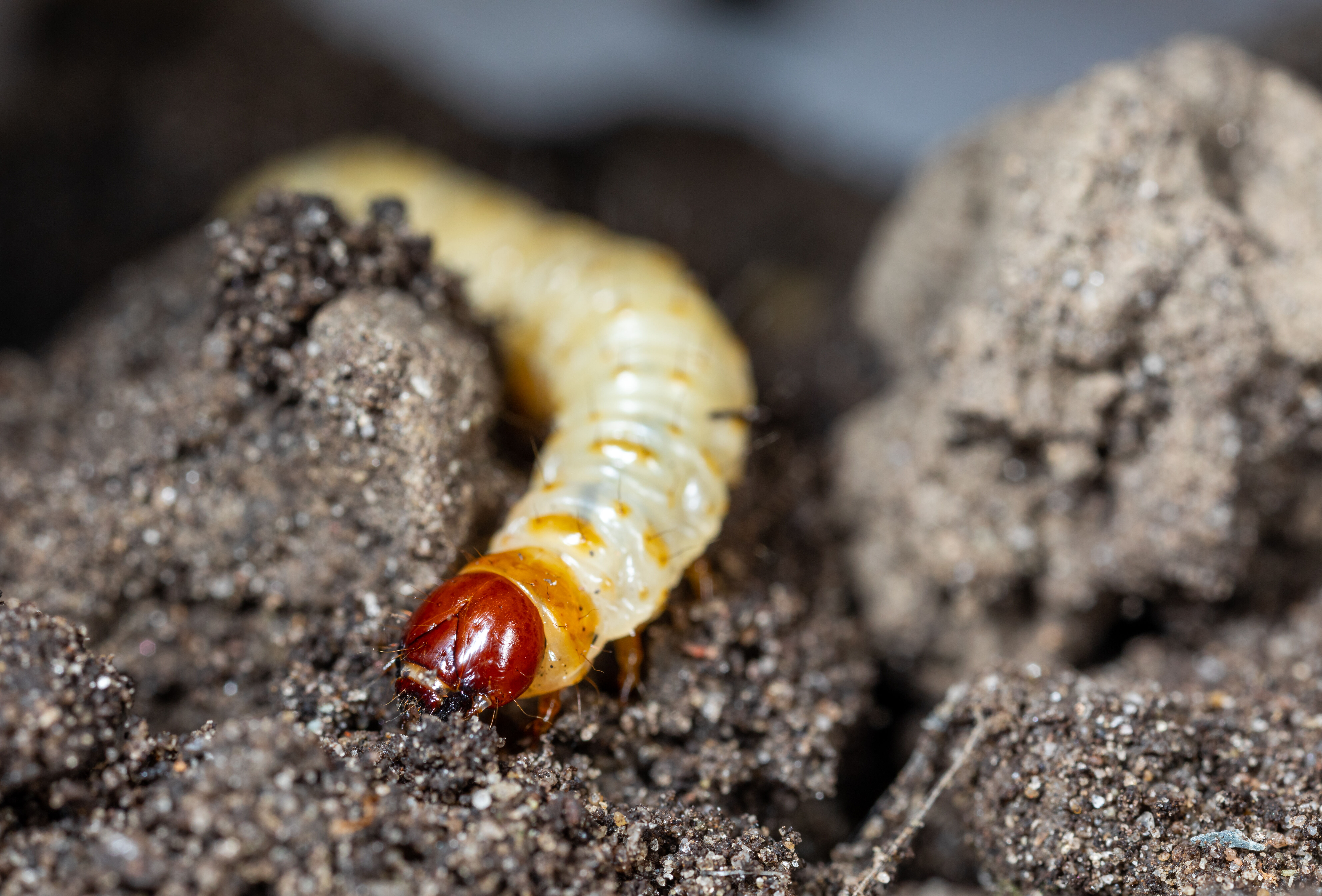 Sla nu je slag bij slawortelboorders