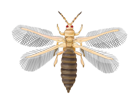 Western Flower Thrips Frankliniella occidentalis Adult illustration
