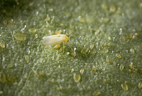 Tobacco whitelfy Bemisia tabaci infestation on leaf