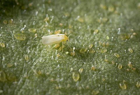 Tobacco whitelfy Bemisia tabaci infestation on leaf