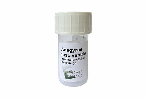 Anagyrus fusciventris