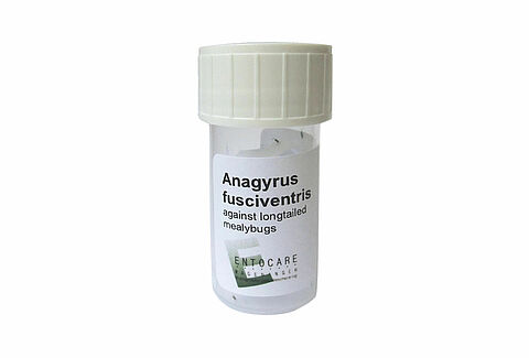 Anagyrus fusciventris