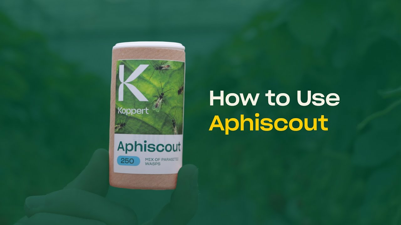 How to use Aphiscout from Koppert How to use Aphiscout from Koppert