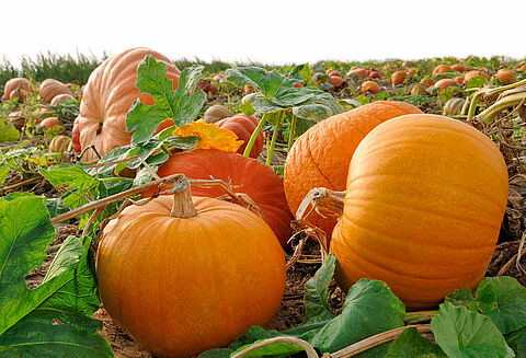 Pumpkin, squash and gourd
