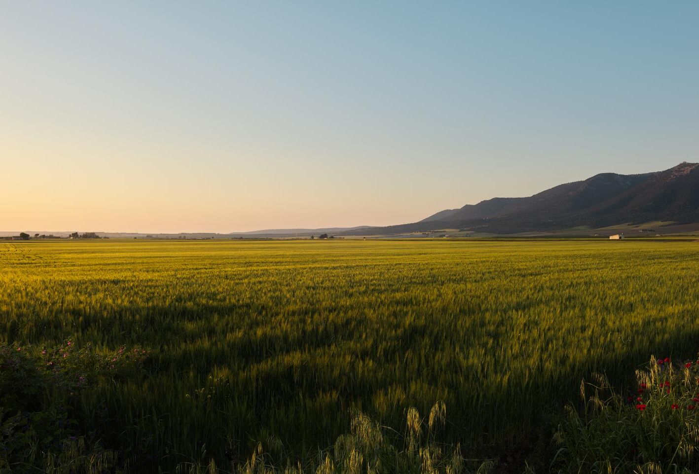 Koppert unveils its Future Forward sustainability strategy