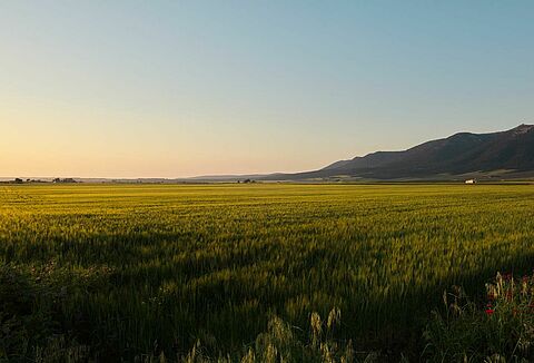 Koppert unveils its Future Forward sustainability strategy