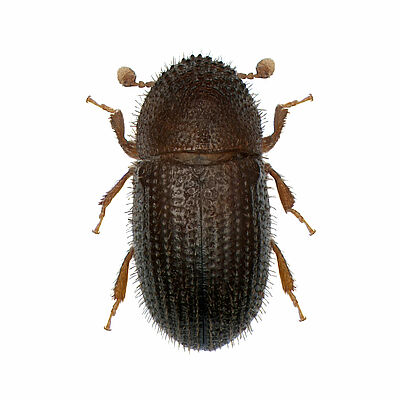 Coffee berry borer Hypothenemus hampei Adult beetle